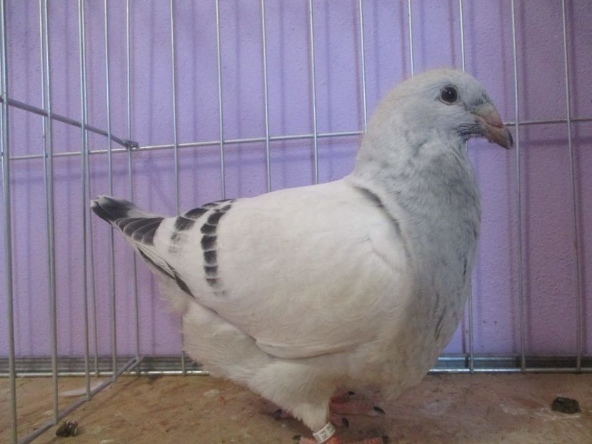 01034-21 - Tineret 2021