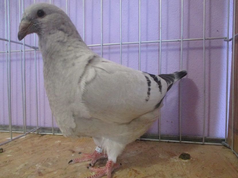 01035-21 - Tineret 2021