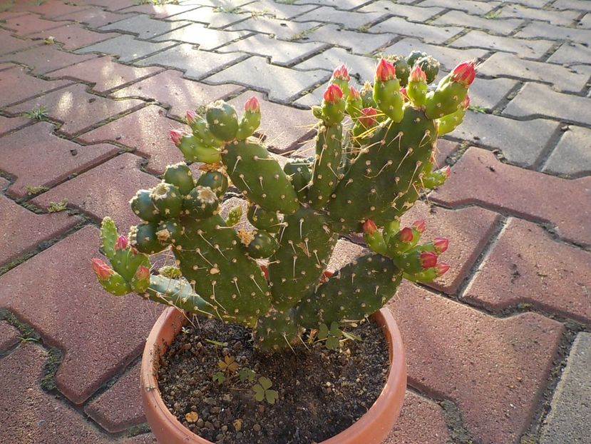  - opuntia quitensis 2021
