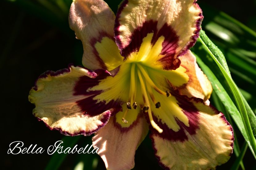 AddText_07-04-08.56.22 - Hemerocallis 2021