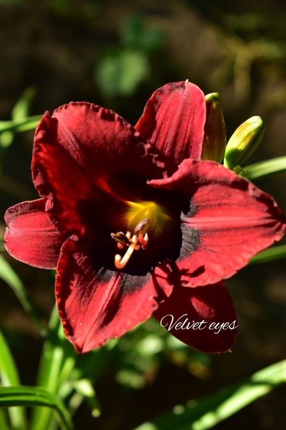 AddText_07-04-08.51.30 - Hemerocallis 2021