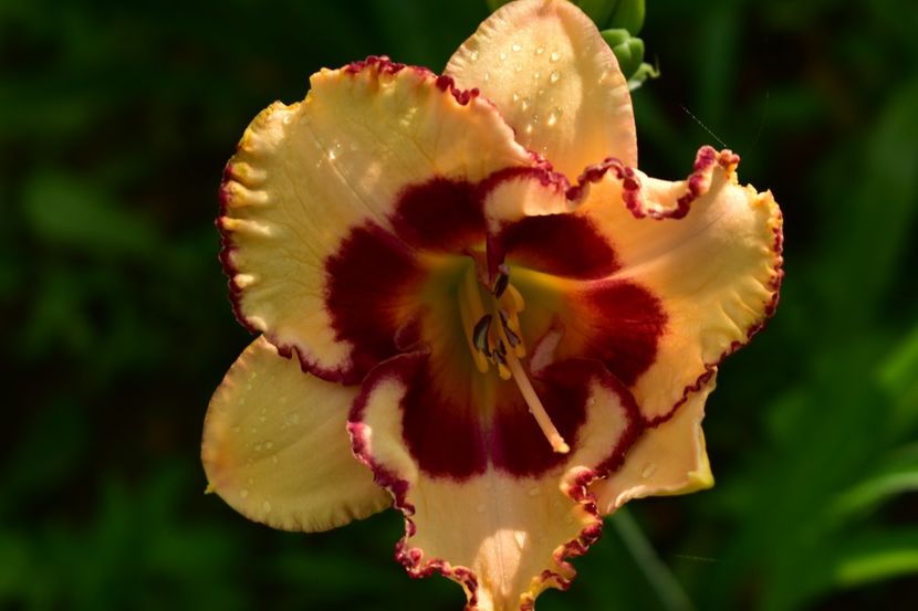  - Hemerocallis 2021