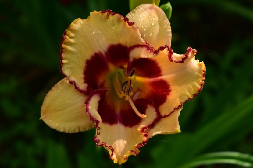  - Hemerocallis 2021