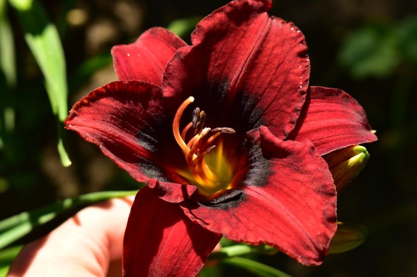  - Hemerocallis 2021