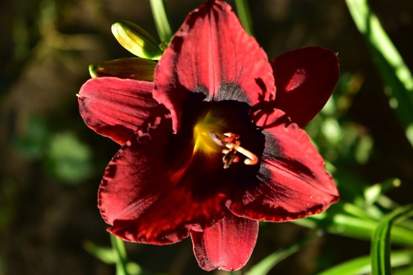  - Hemerocallis 2021