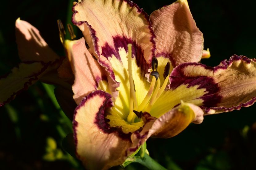  - Hemerocallis 2021