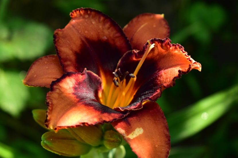  - Hemerocallis 2021