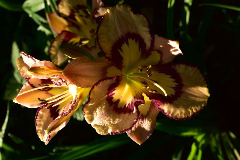  - Hemerocallis 2021