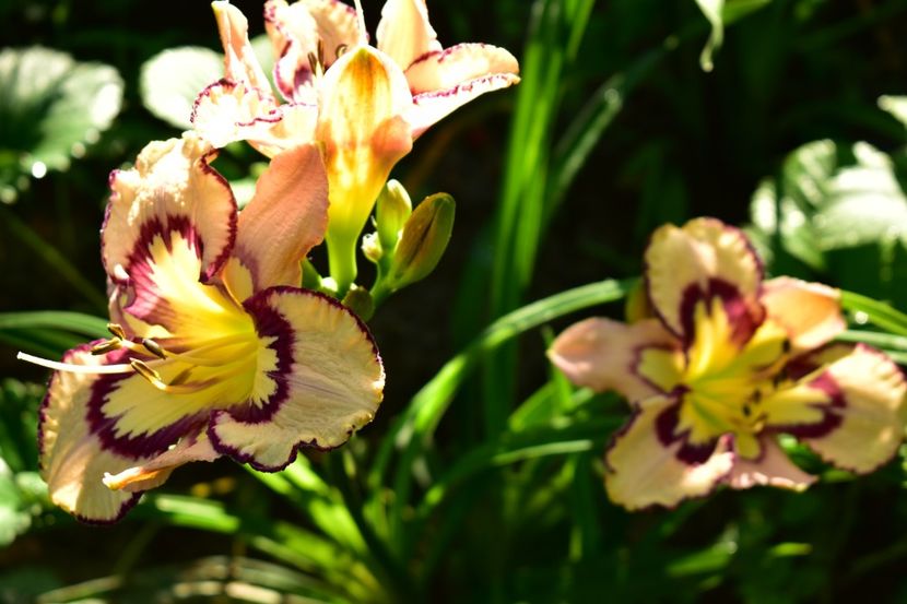  - Hemerocallis 2021