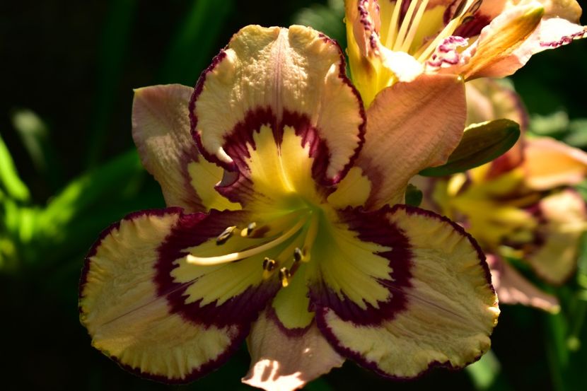  - Hemerocallis 2021