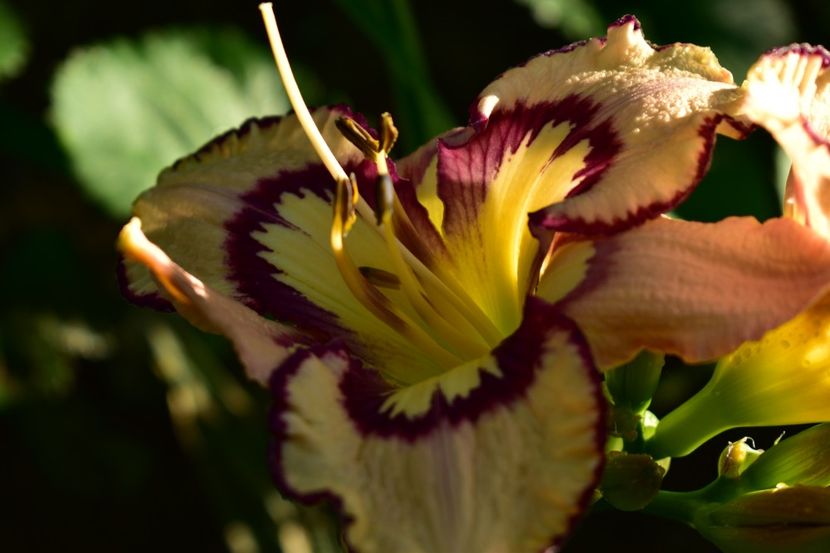  - Hemerocallis 2021
