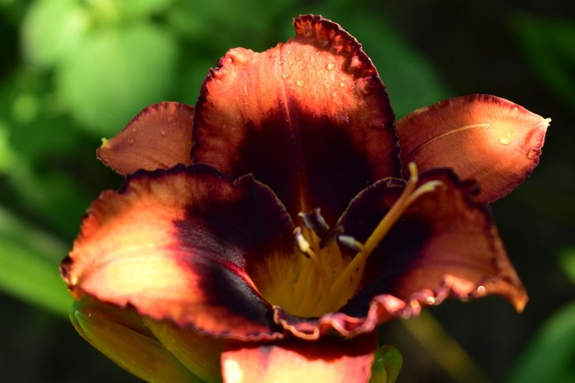  - Hemerocallis 2021