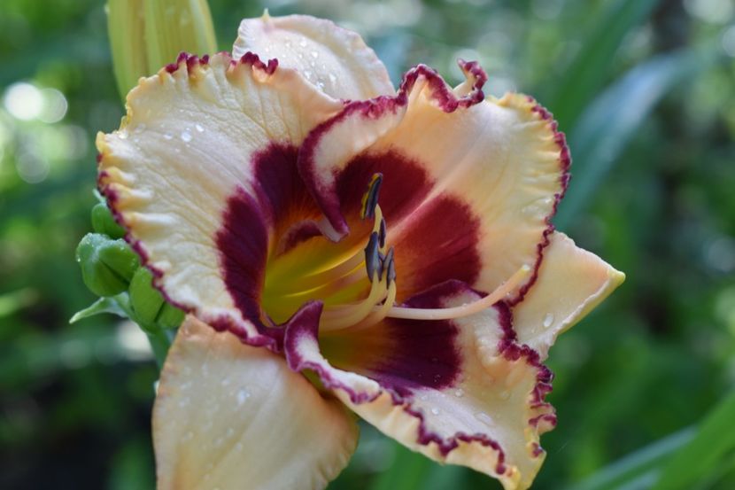  - Hemerocallis 2021