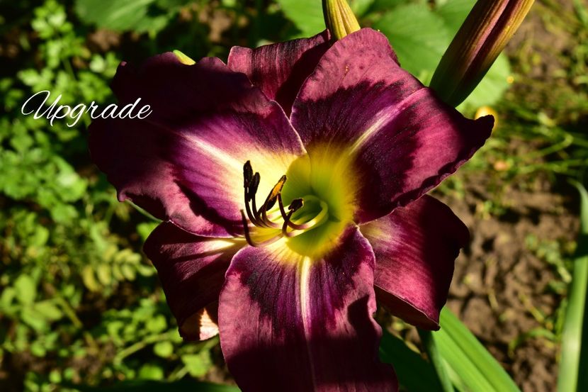 AddText_07-03-12.50.38 - Hemerocallis 2021