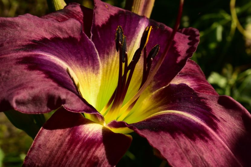  - Hemerocallis 2021