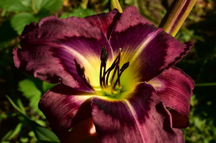  - Hemerocallis 2021