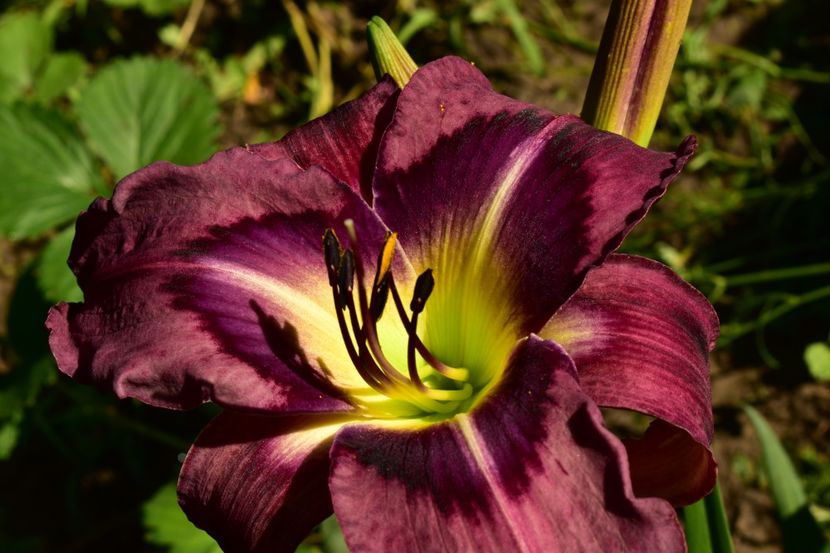  - Hemerocallis 2021