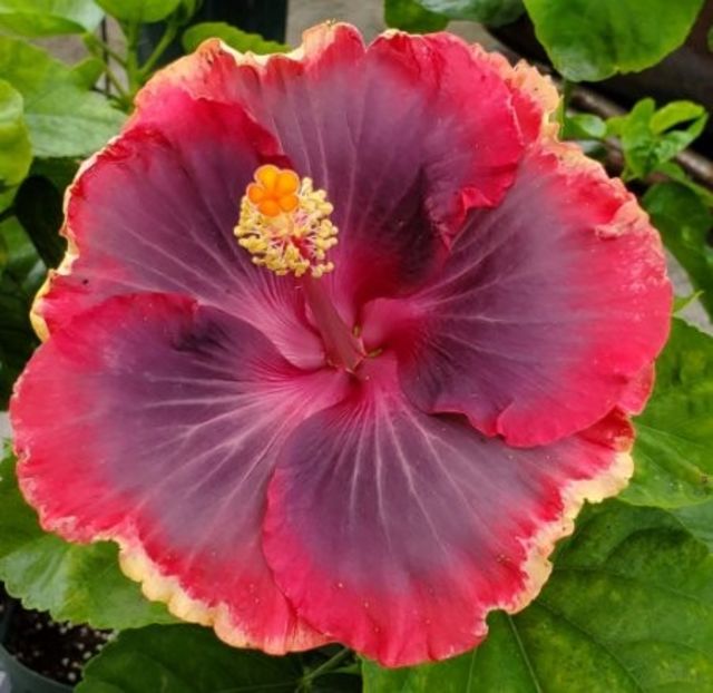  - Purple Pashmina II