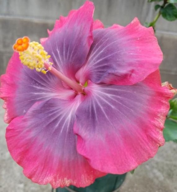  - Purple Pashmina II