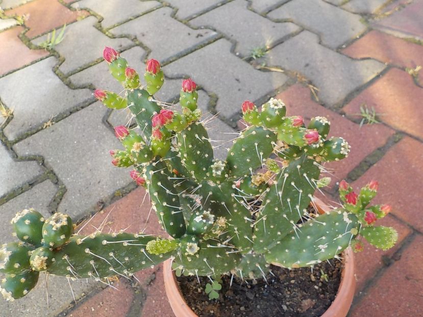  - opuntia quitensis 2021