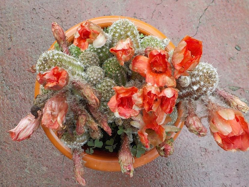  - chamacereus hibrid