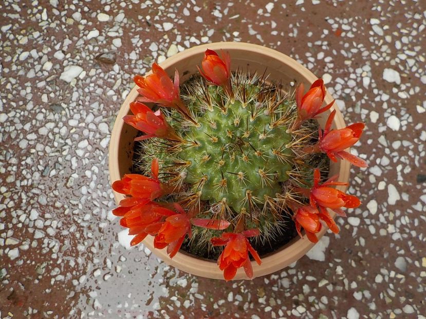  - rebutia sunris