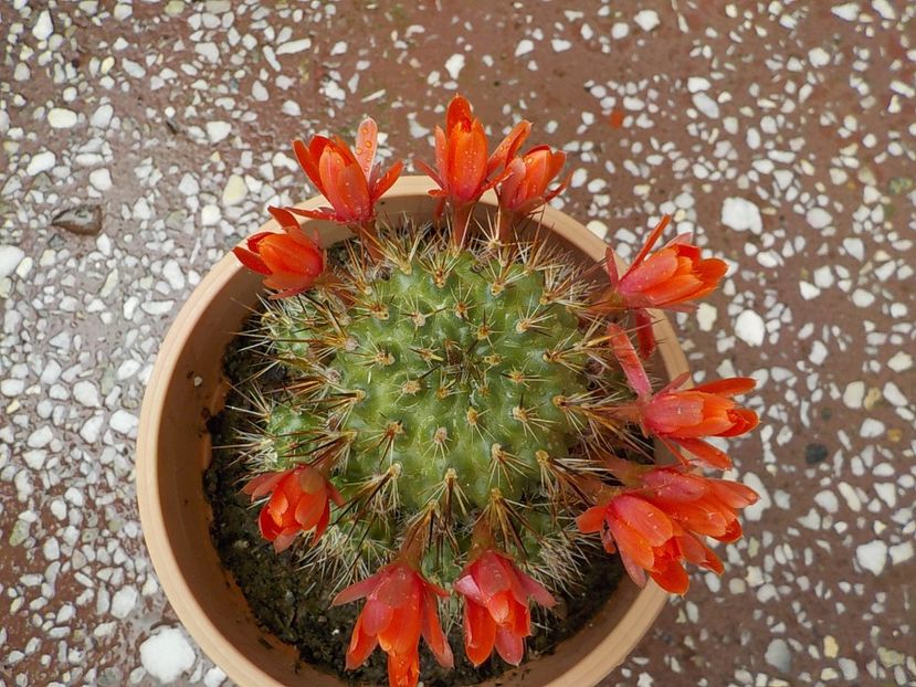  - rebutia sunris