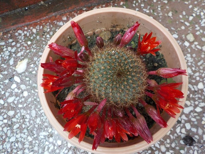  - CACTUSI si SUCULENTE