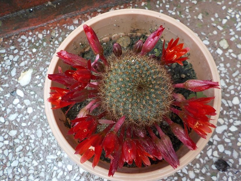  - rebutia vulpina