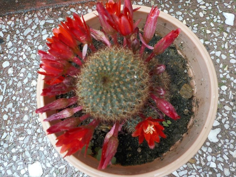  - rebutia vulpina