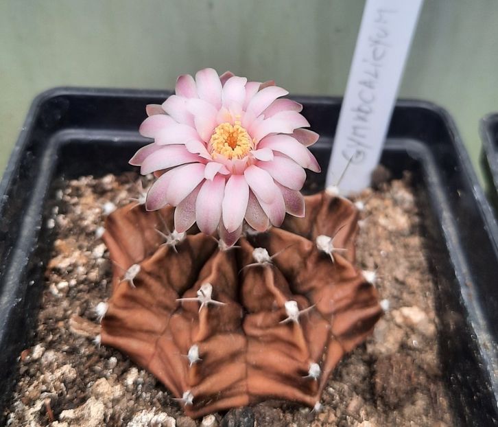  - 5 Cactuși