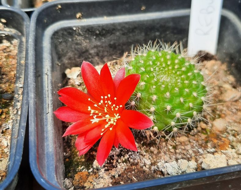  - 5 Cactuși