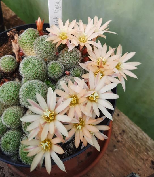  - 5 Cactuși