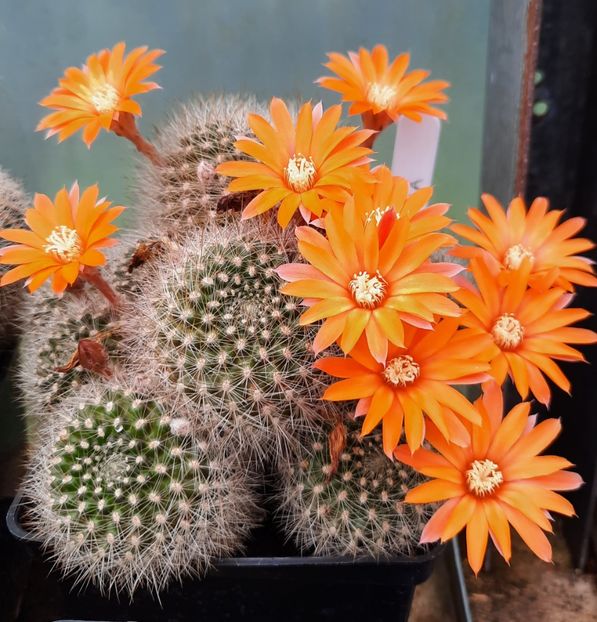  - 5 Cactuși