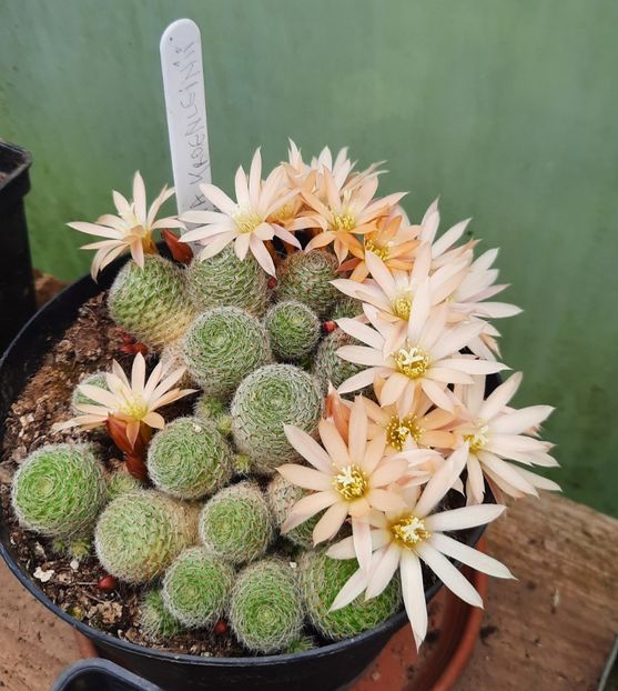  - 5 Cactuși
