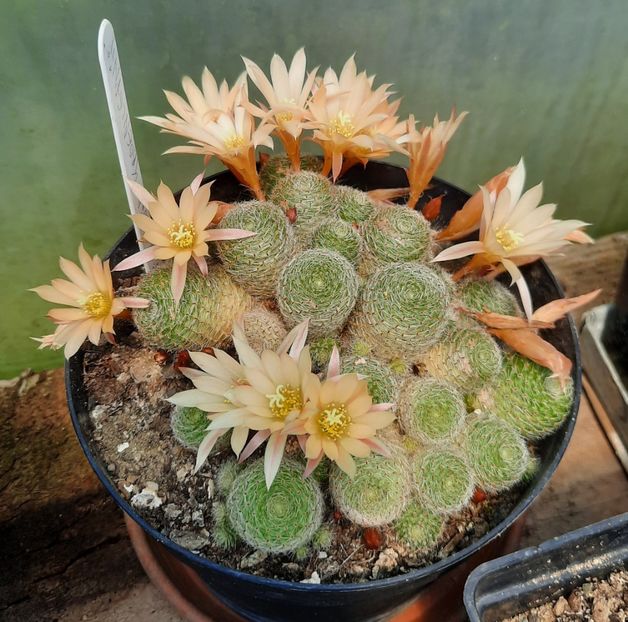  - 5 Cactuși