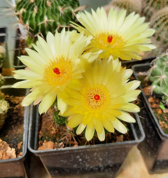  - 5 Cactuși