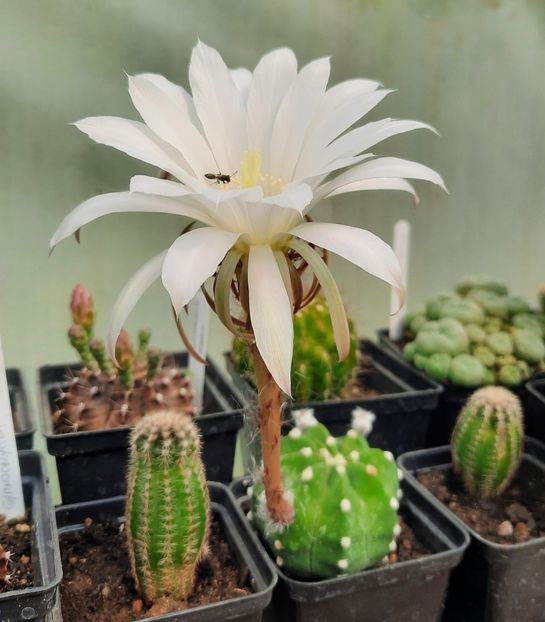  - 5 Cactuși