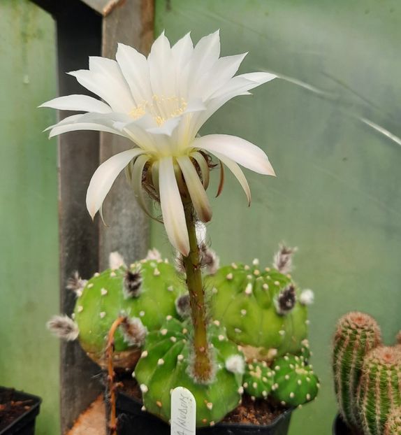  - 5 Cactuși