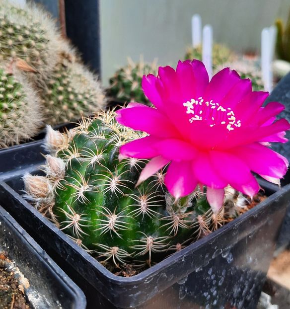  - 5 Cactuși
