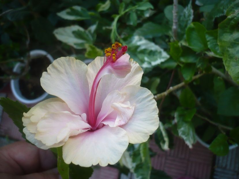 P1490109 - HIBISCUSI 2021-2