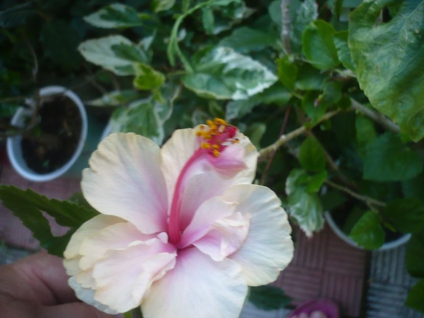 P1490110 - HIBISCUSI 2021-2