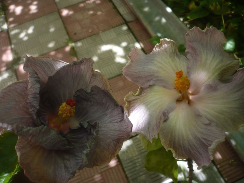 P1490114 - HIBISCUSI 2021-2