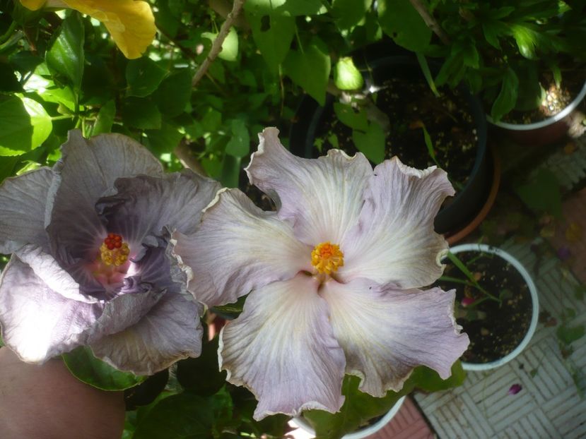 P1490115 - HIBISCUSI 2021-2