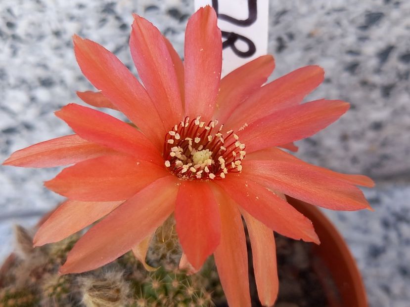  - Chamaecereus Amico