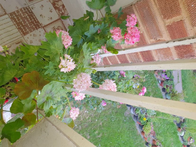  - 4 În balcon 2021