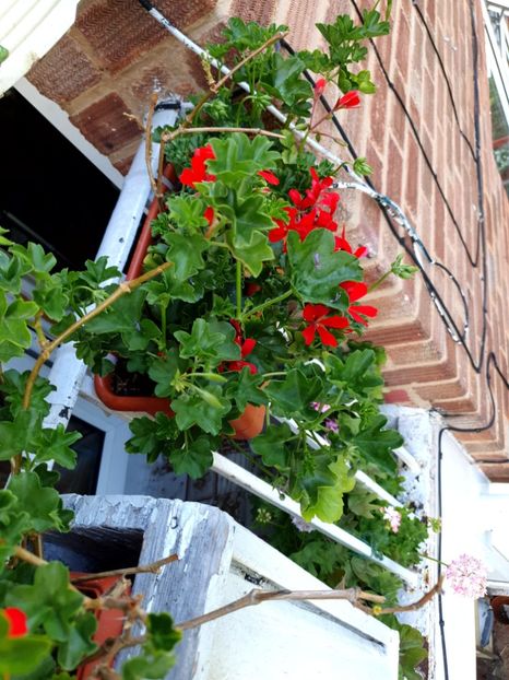  - 4 În balcon 2021