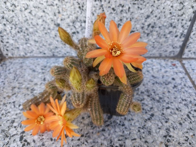  - Chamaecereus Daniella