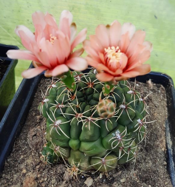  - 5 Cactuși