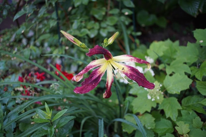 Chokecherry mountain - Hemerocallis 2020- 2021- 2022